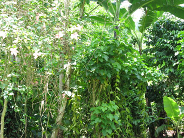 Jungle Plantation